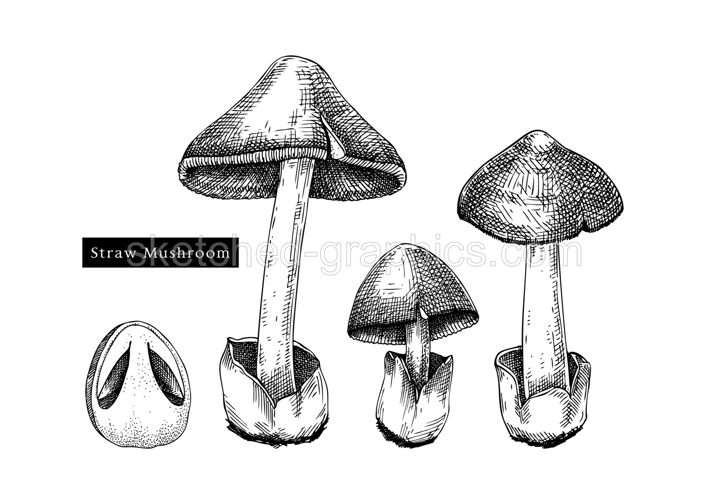 Straw mushroom sketches set. Edible fungus illustrations. Fungal protein, mycoprotein source. Edible mushroom drawing isolated on white. Healthy food and plant-based meat substitutes design element Illustration